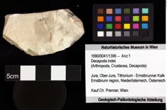 Foto (Objket + Etiketten) von Decapoda indet. 